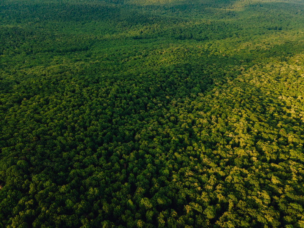 Without goals for a sustainable future, places like the amazon rainforest won't be around for long.