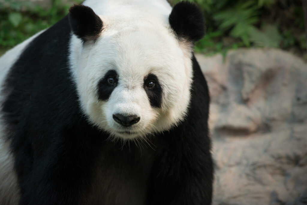 Animals like the Panda Bear need us as people to work towards a sustainable future for their survival.